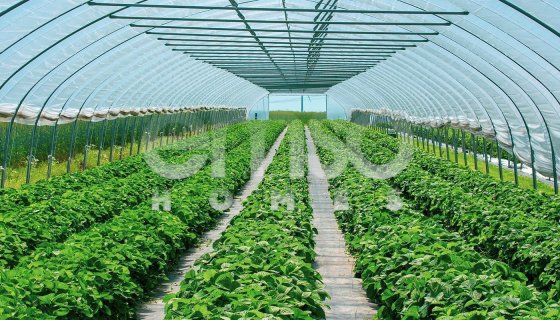 KONYAALTI ÇAKIRLAR'DA KİRALIK 1.560 m2  CAM SERA